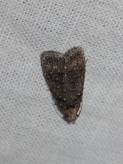 Copromorphidae