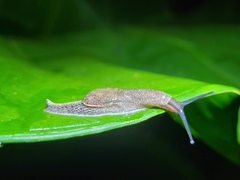 Helicarionoidea