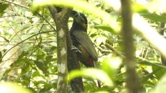 Selenidera maculirostris