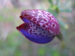 Elythranthera brunonis