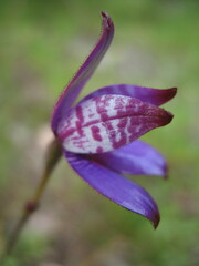 Elythranthera brunonis