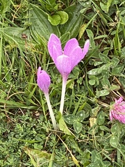 Colchicum