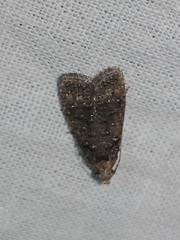 Copromorphidae