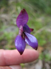 Elythranthera brunonis