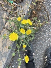 Crepis vesicaria