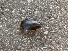 Cybister lateralimarginalis