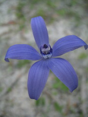 Cyanicula sericea