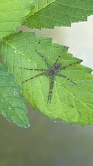 Dolomedes