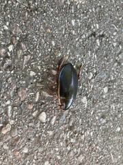 Cybister lateralimarginalis