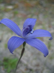 Cyanicula sericea