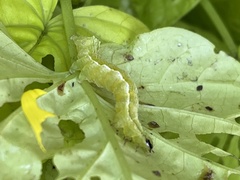 Trichoplusia ni