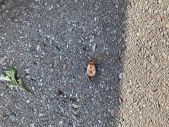 Cybister lateralimarginalis