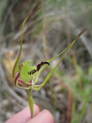 Caladenia attingens