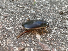 Cybister lateralimarginalis