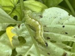Trichoplusia ni