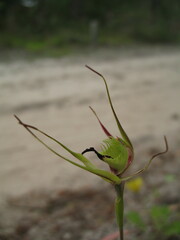 Caladenia attingens