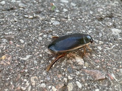 Cybister lateralimarginalis