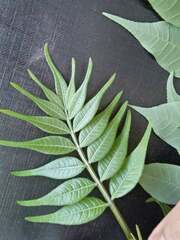 Phellodendron amurense