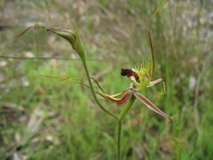 Caladenia attingens