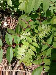 Phellodendron amurense