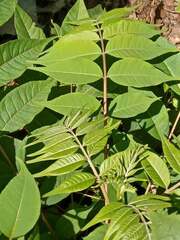 Phellodendron amurense