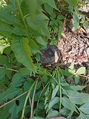 Phellodendron amurense