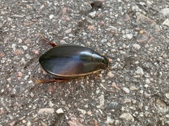 Cybister lateralimarginalis