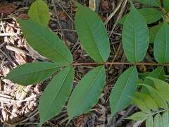 Phellodendron amurense