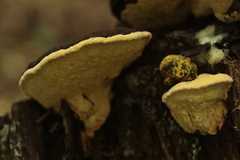 Gloeophyllum odoratum