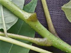 Phellodendron amurense