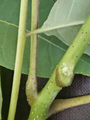 Phellodendron amurense