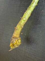 Phellodendron amurense