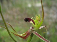 Caladenia attingens