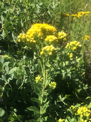 Solidago rigida humilis