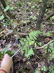 Dryopteris carthusiana