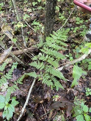 Dryopteris carthusiana