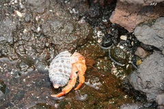 Coenobita compressus