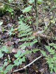 Dryopteris carthusiana