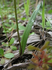 Caladenia attingens