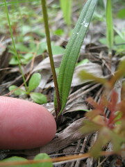 Caladenia attingens