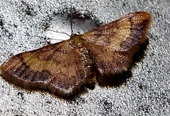 Idaea demissaria