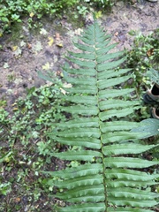 Homalosorus pycnocarpos