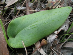 Elythranthera brunonis