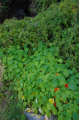 Ipomoea cairica