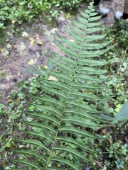 Homalosorus pycnocarpos