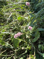 Persicaria