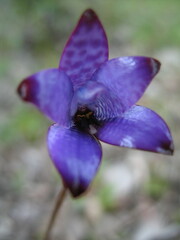 Elythranthera brunonis