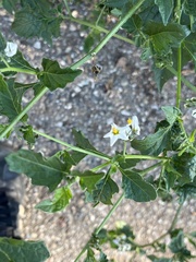 Solanum douglasii