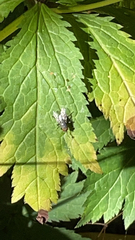 Calliphora vicina