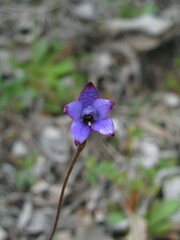 Elythranthera brunonis
